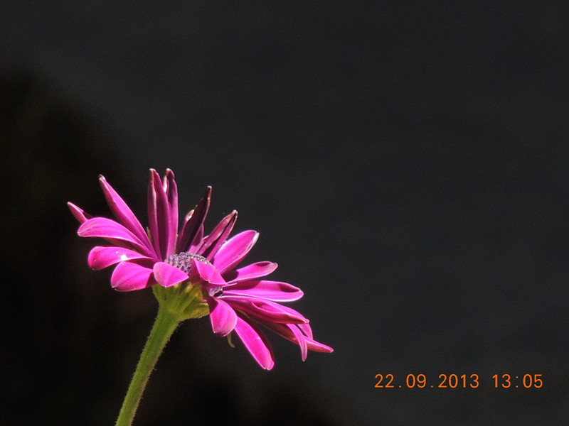 flower 1009_.jpg