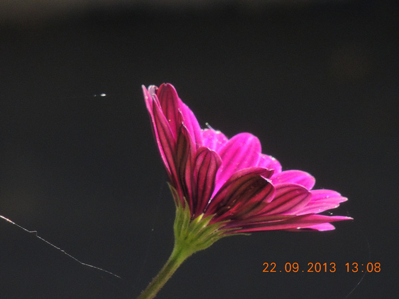 flower 1021_.jpg