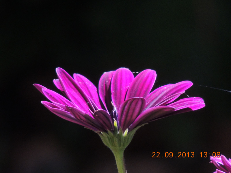 flower 1018_.jpg