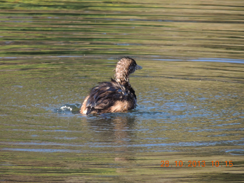 Golden gate park 034_.jpg