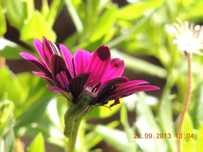 flower 1008_.jpg