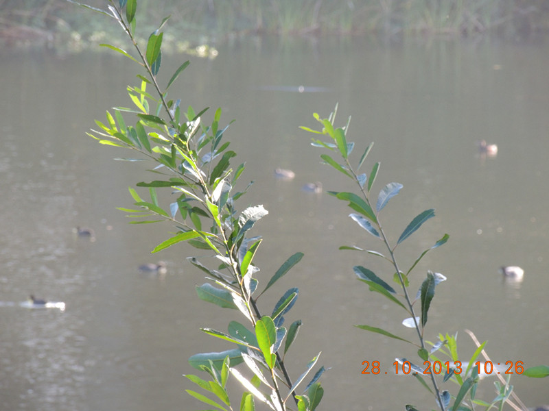Golden gate park 056_.jpg