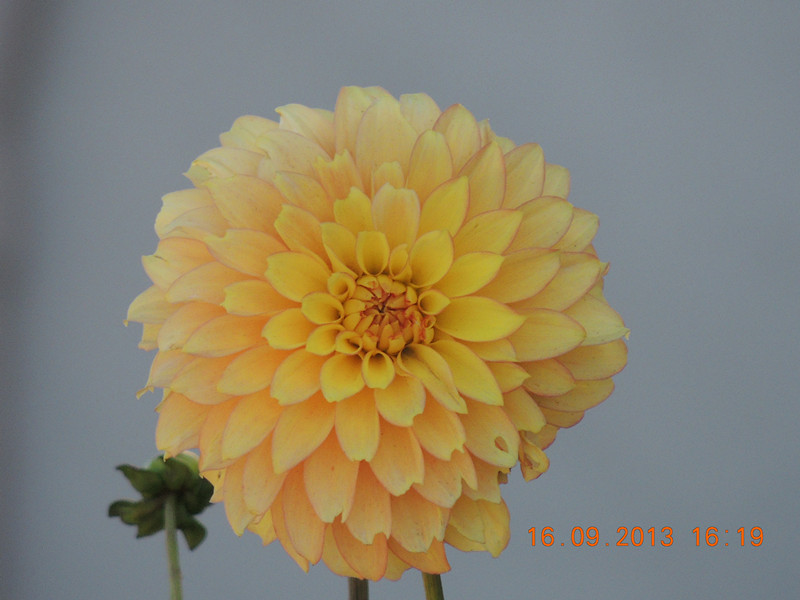 flower 955_.jpg