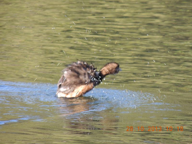 Golden gate park 042_.jpg