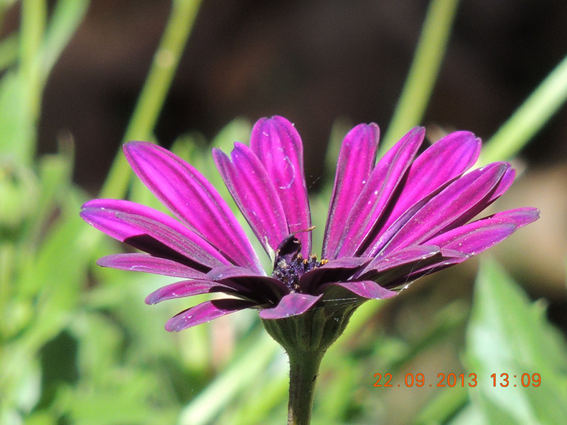 flower 1023_.jpg