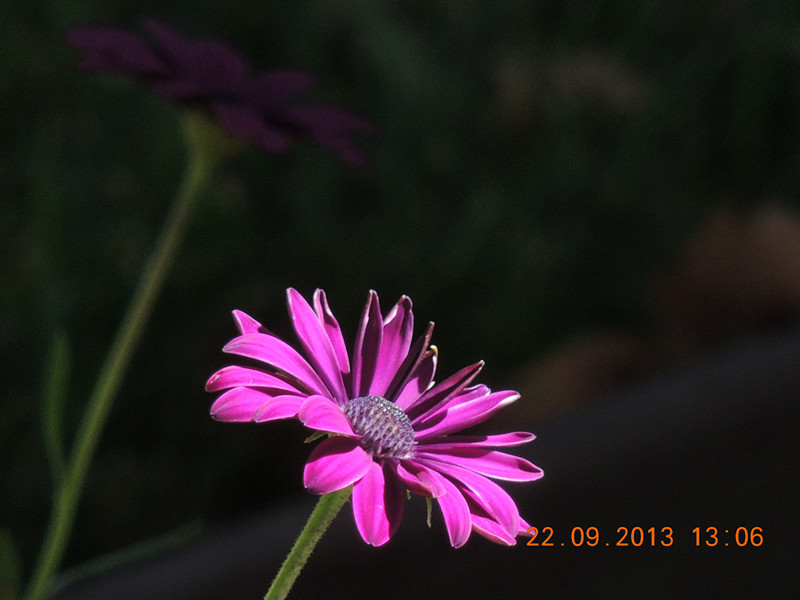 flower 1013_.jpg