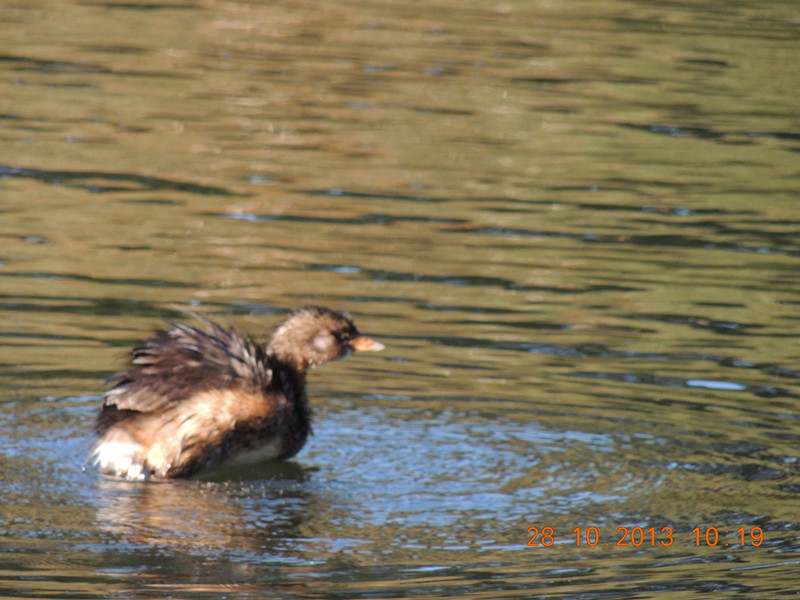 Golden gate park 046_.jpg