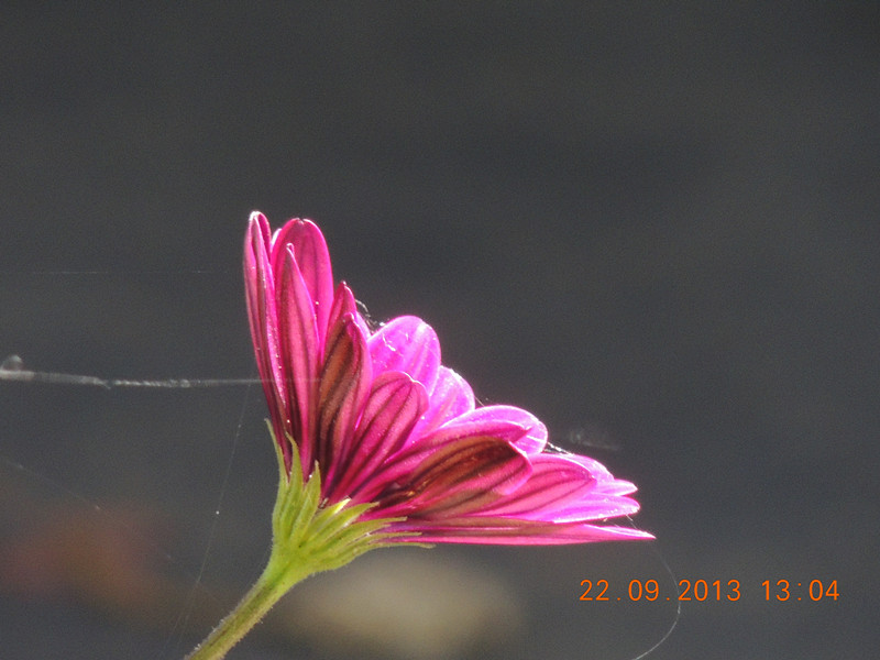 flower 1007_.jpg