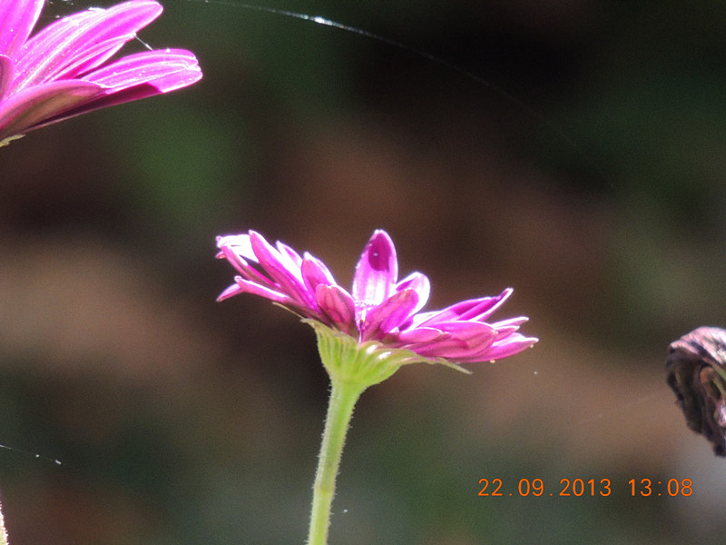 flower 1019_.jpg