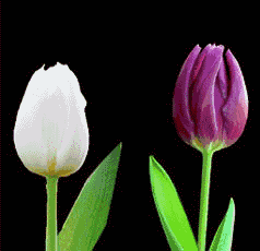015.gif