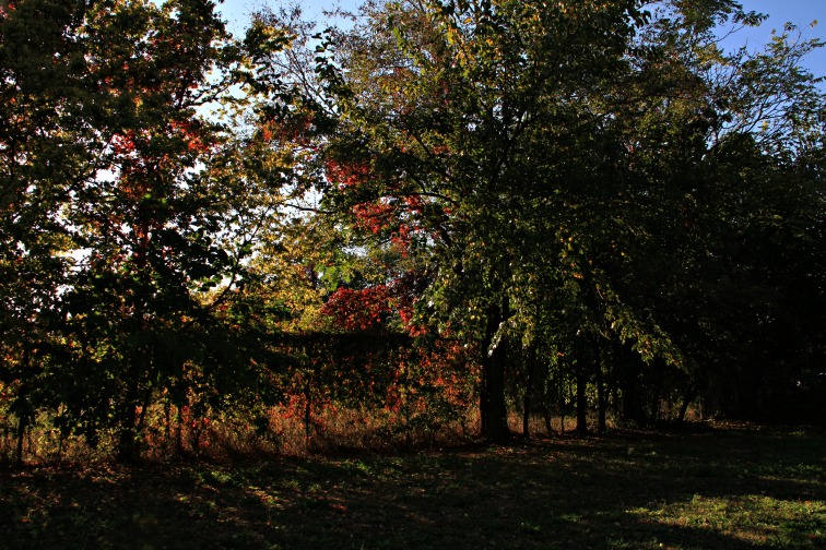 IMG_5121.jpg