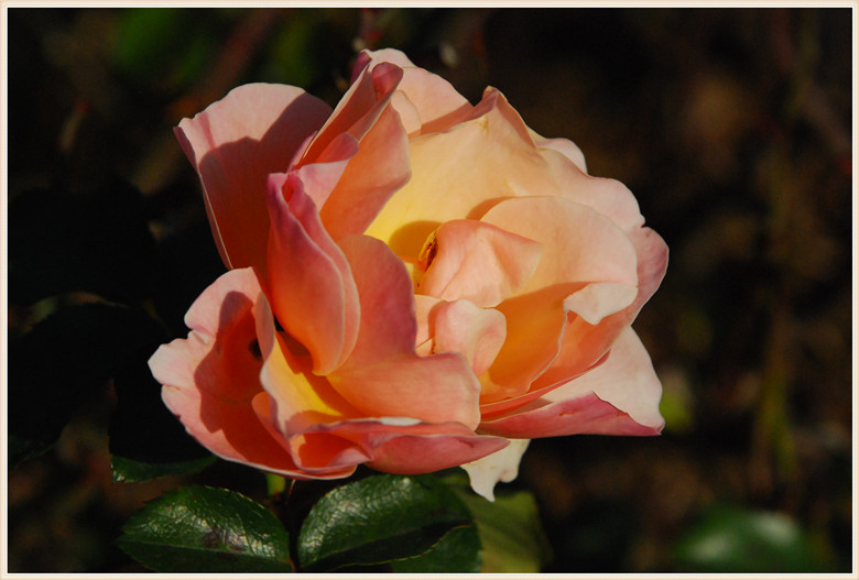 DSC_1060.JPG