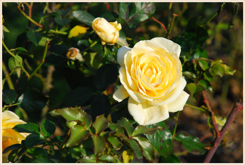 DSC_1088.JPG