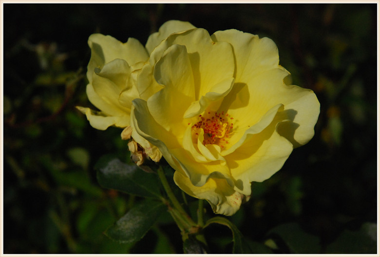 DSC_1073.JPG