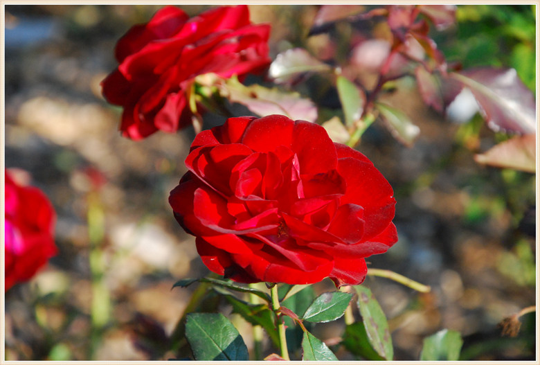 DSC_1080.JPG