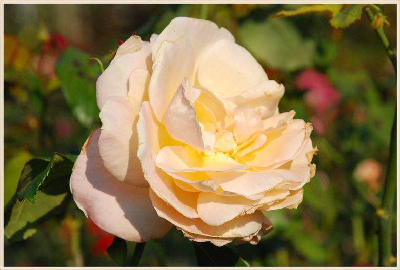DSC_1079.JPG