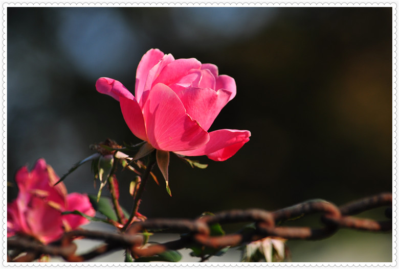 DSC_0223.jpg