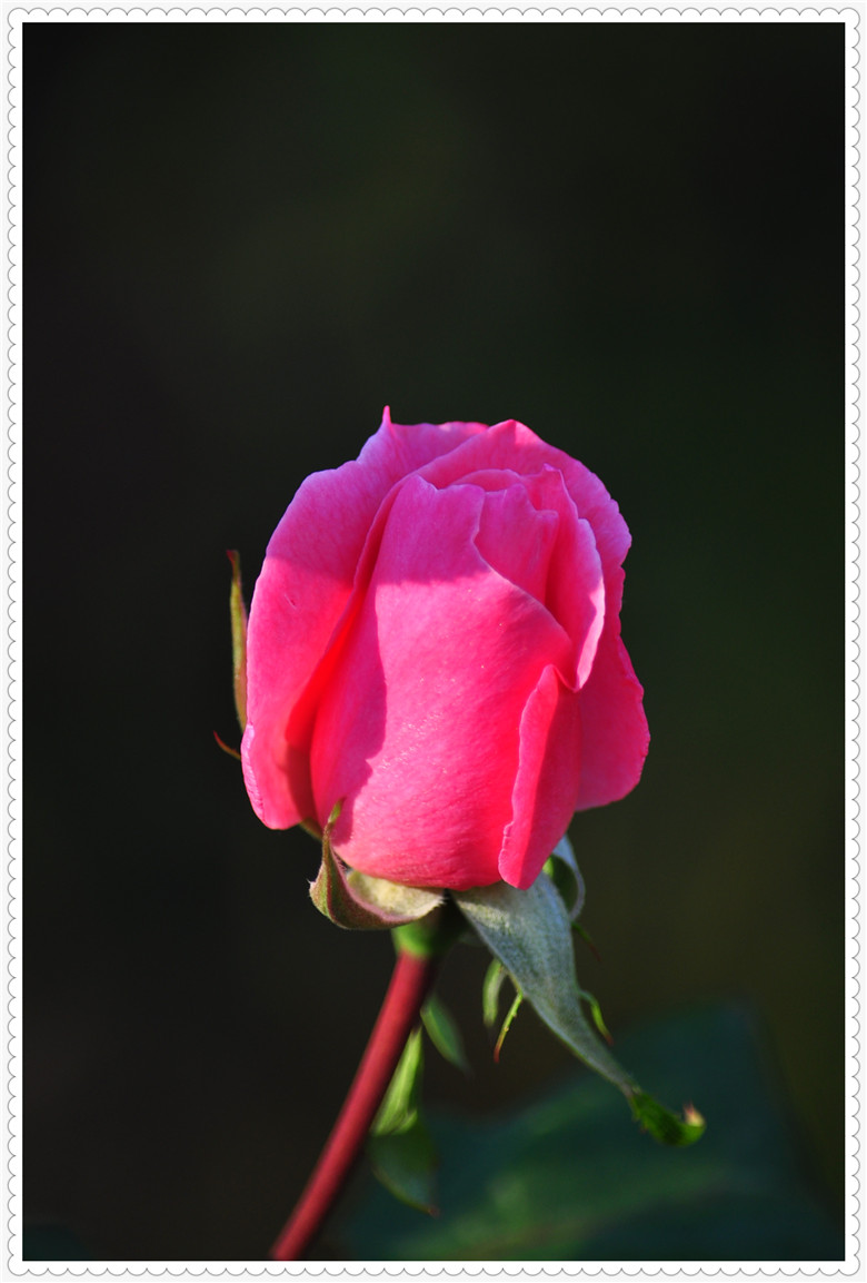 DSC_0854.jpg