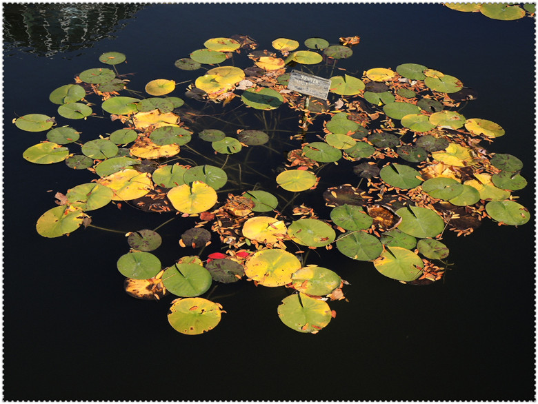 DSCN2650.jpg