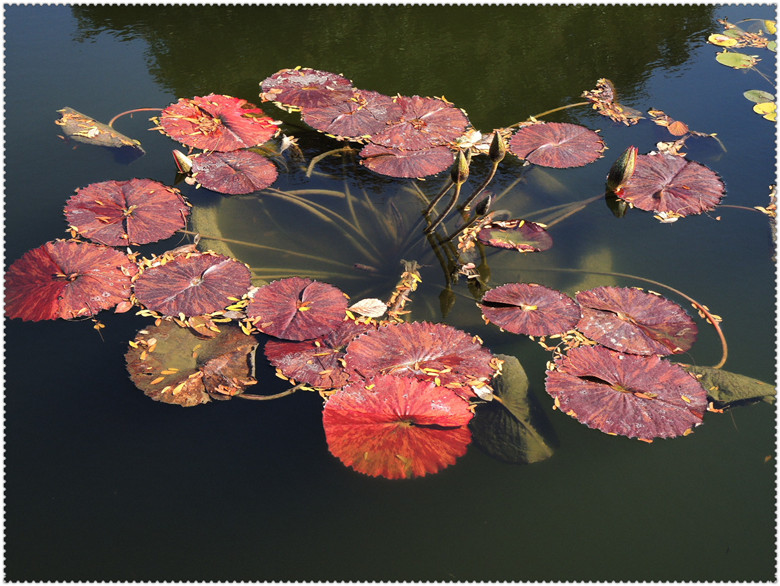 DSCN2649.jpg