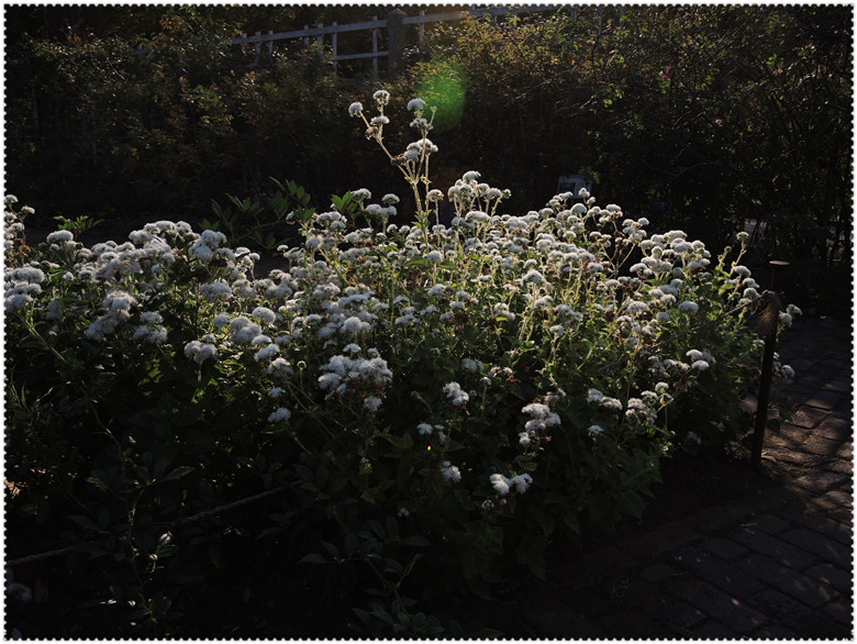 DSCN2713.jpg