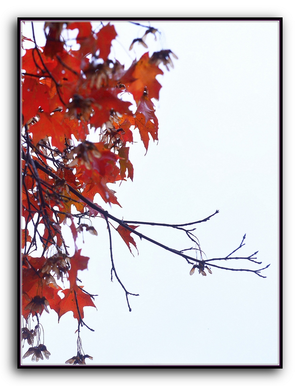 DSC_2697_1.jpg
