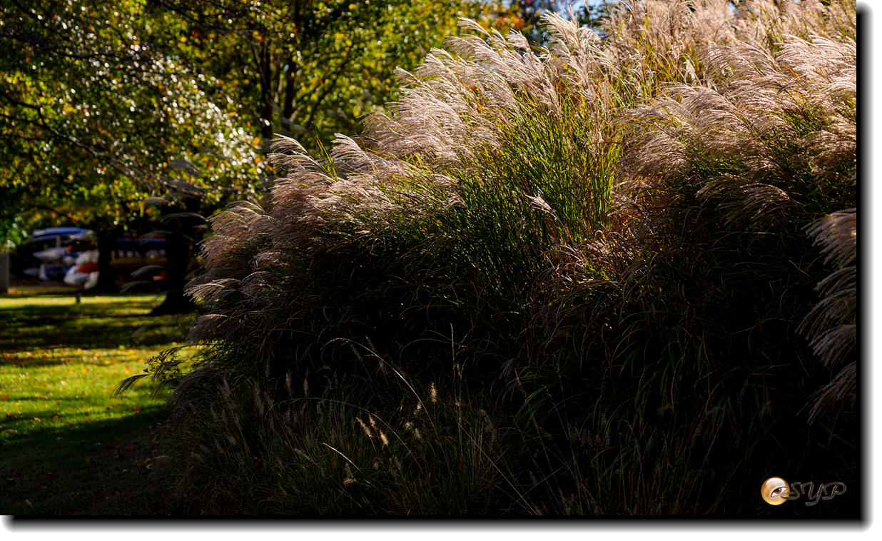 DSC08704_.jpg