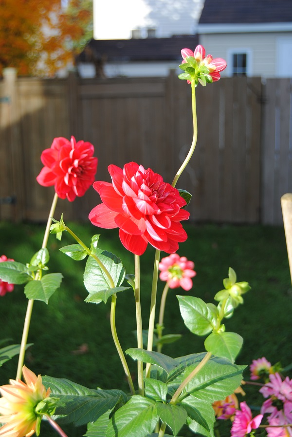 DSC_0010.JPG