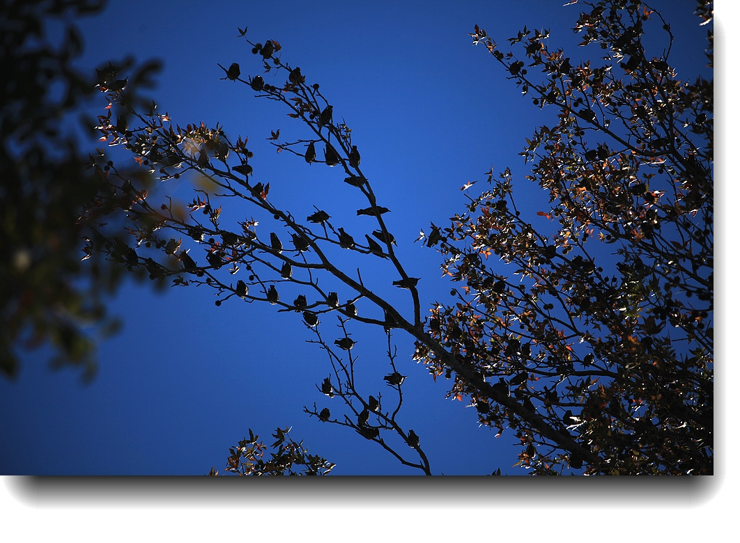 IMG_9554a.jpg