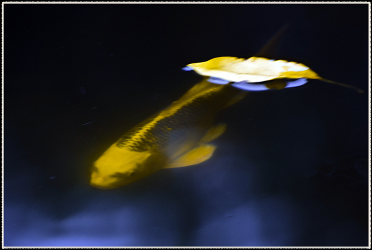 DSC_0455.jpg