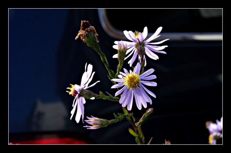 DSC01678.JPG