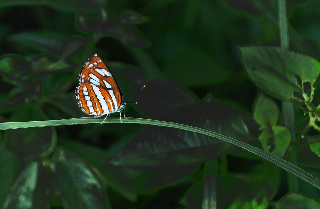 DSC_91739a.jpg