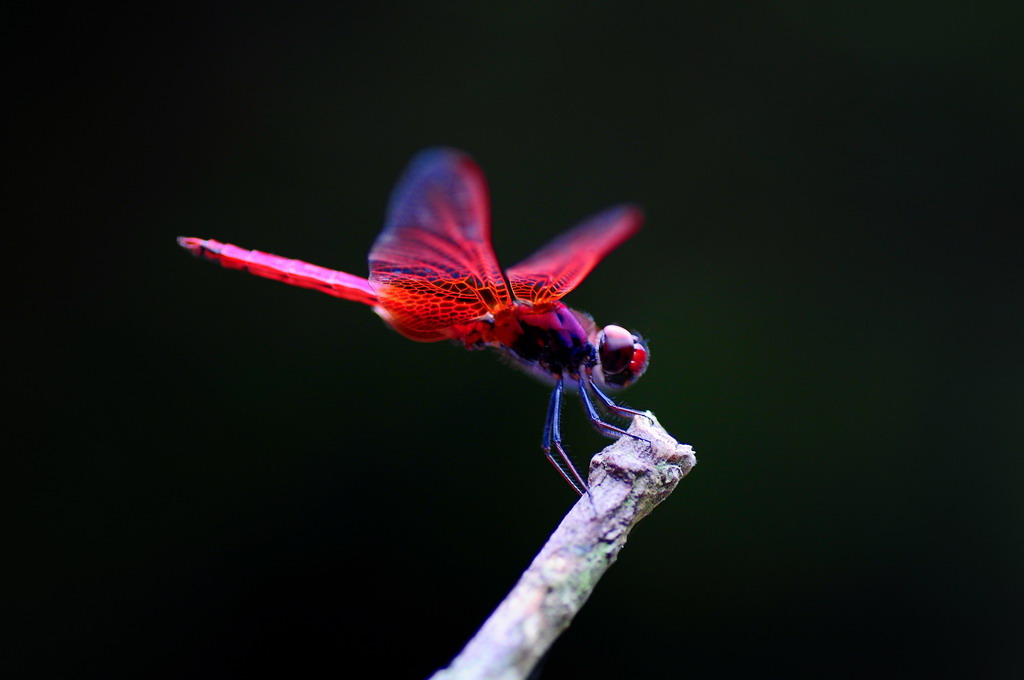 DSC_5293.jpg