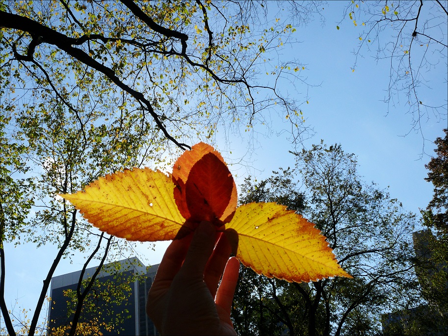 l1070209_conew1.jpg