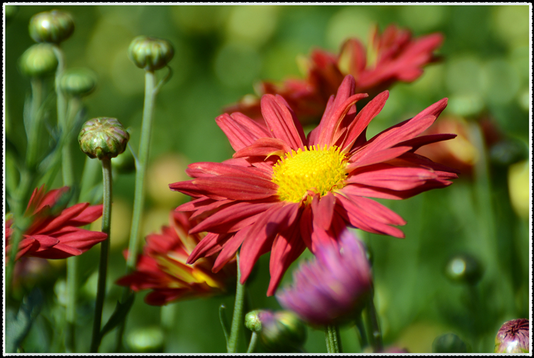 DSC_0885.jpg