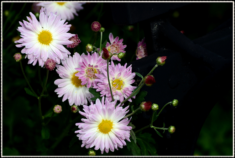 DSC_0902.jpg