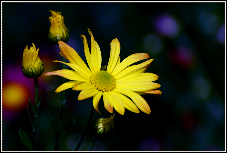 DSC_0910.jpg