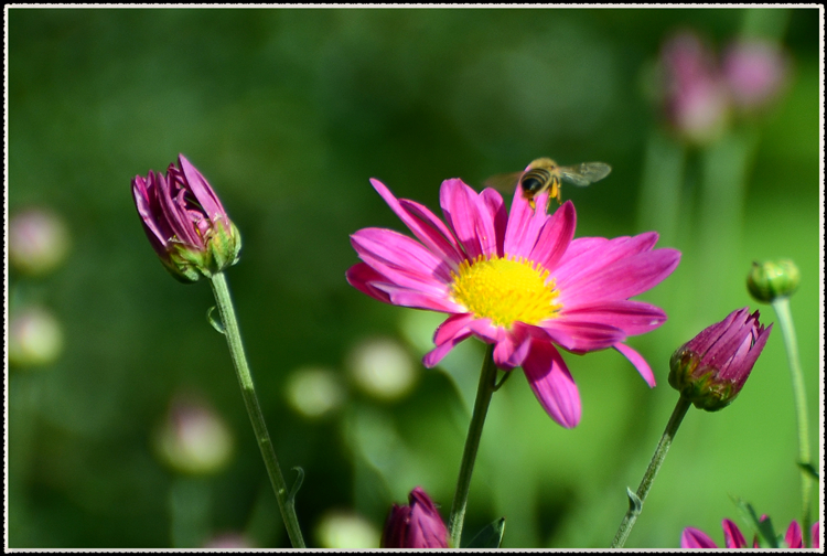 DSC_0896.jpg