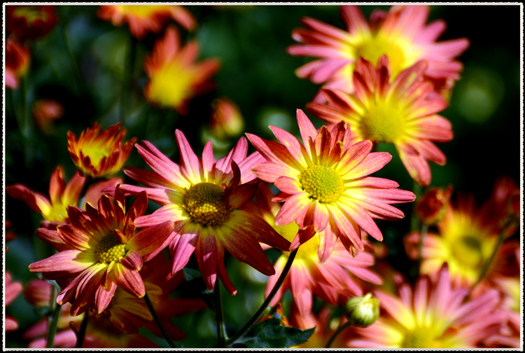 DSC_0873.jpg