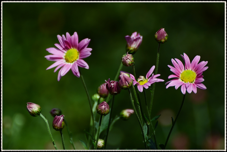 DSC_0907.jpg
