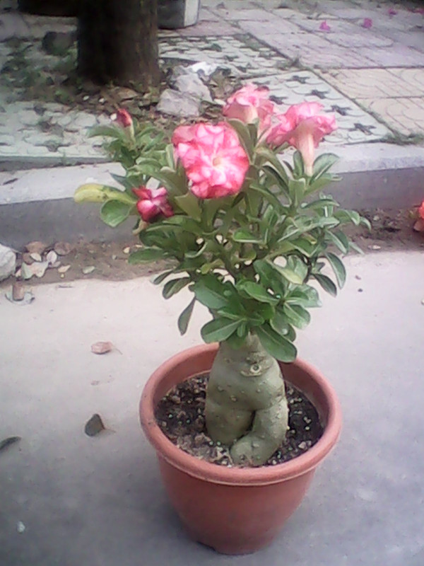 IMG_20131010_112814.jpg