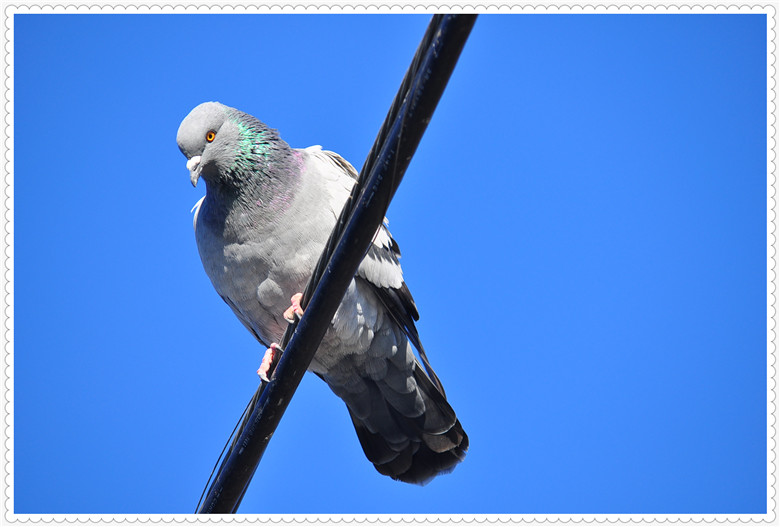 DSC_0877.jpg