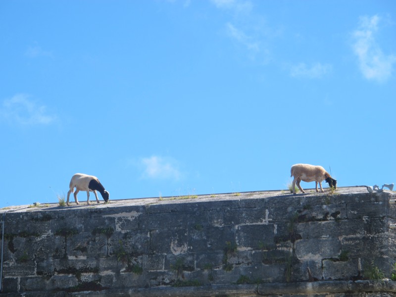 IMG_7502_conew1.jpg