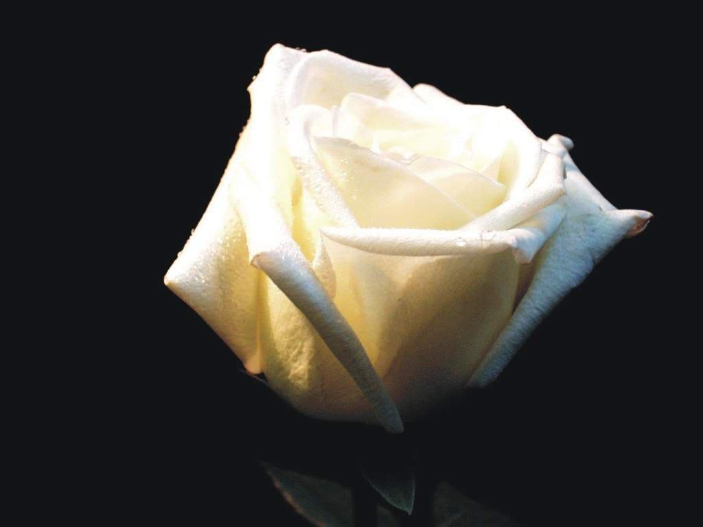 white-rose (1).jpg