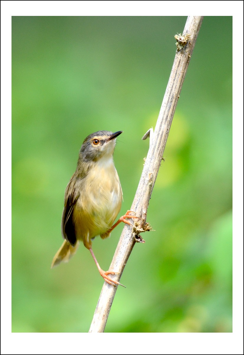 DSC_5464_conew1.jpg