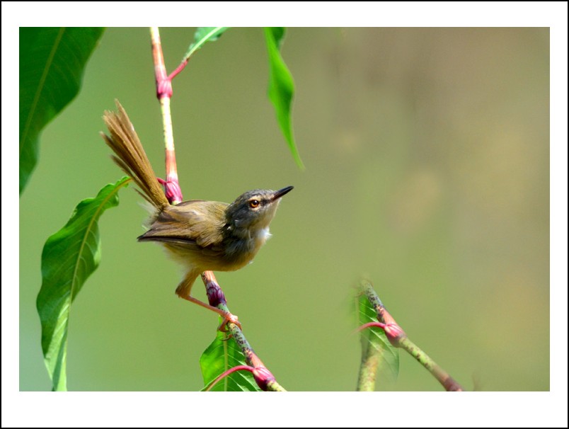 DSC_0706_conew1.jpg