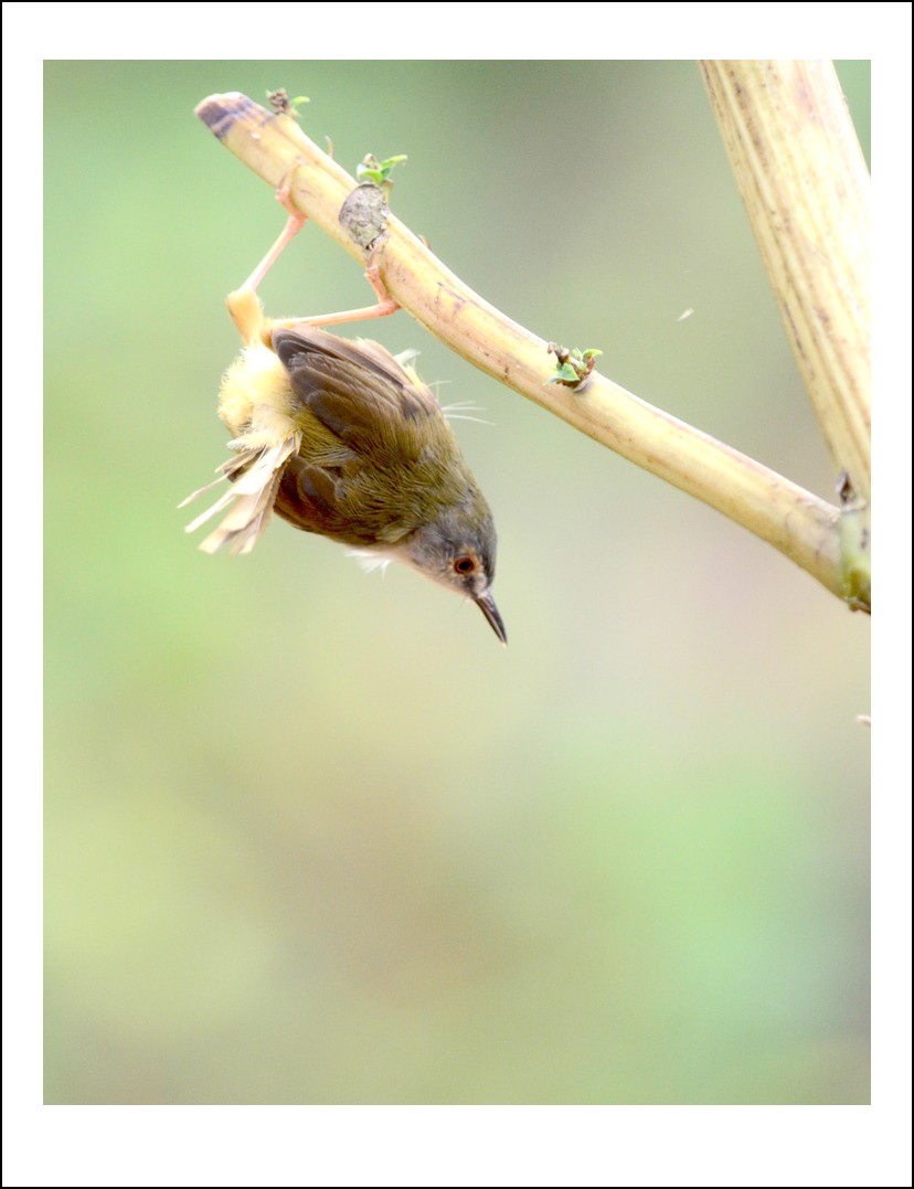 DSC_3685_conew1.jpg