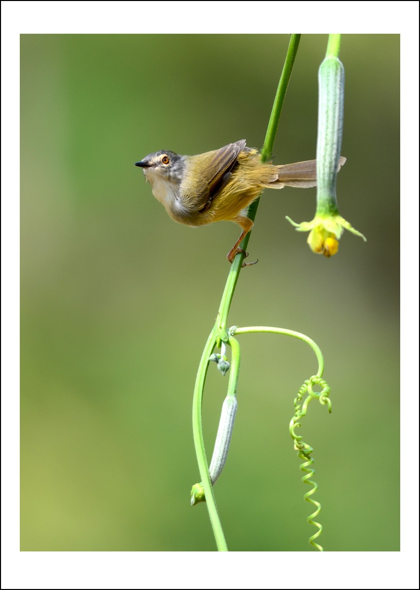 DSC_0140_conew1.jpg