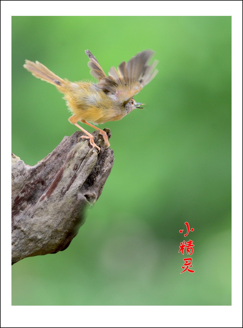 DSC_4205_conew1.jpg