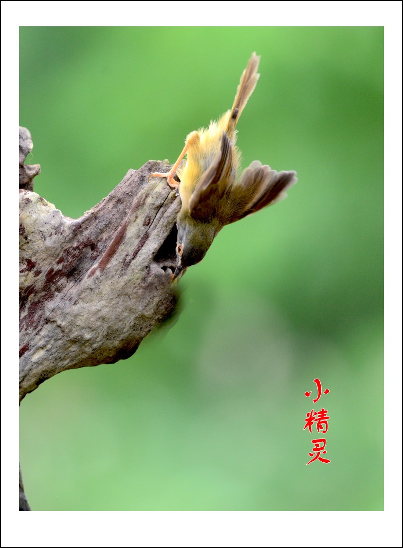 DSC_4202_conew2.jpg
